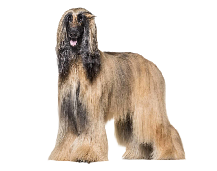Афганская борзая